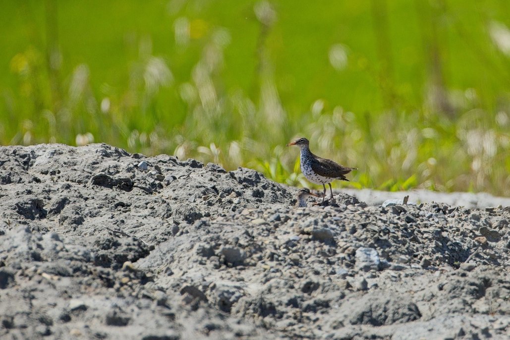 A shorebird, likely a spotted sandpiper with a spotted white breast and brown back, stands on a gravelly dirt mound alongside a small chick. The background features blurred green grass and vegetation, suggesting a natural wetland or meadow habitat. The birds appear to be foraging or resting on the rough, rocky ground.